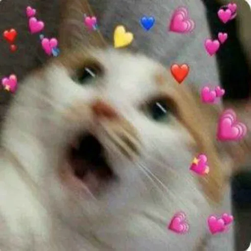 Cute catto - Sticker 24