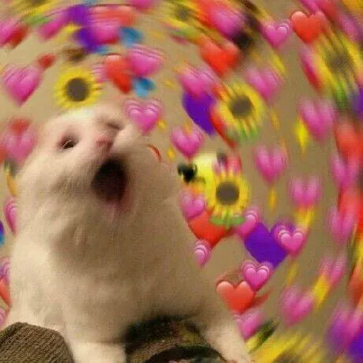 Cute catto - Sticker 14