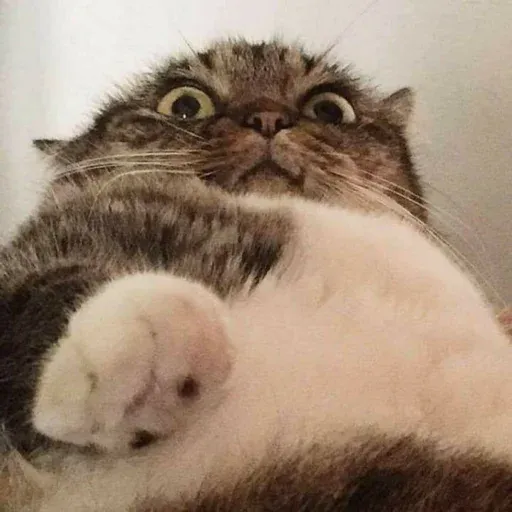 Cute catto - Sticker 12