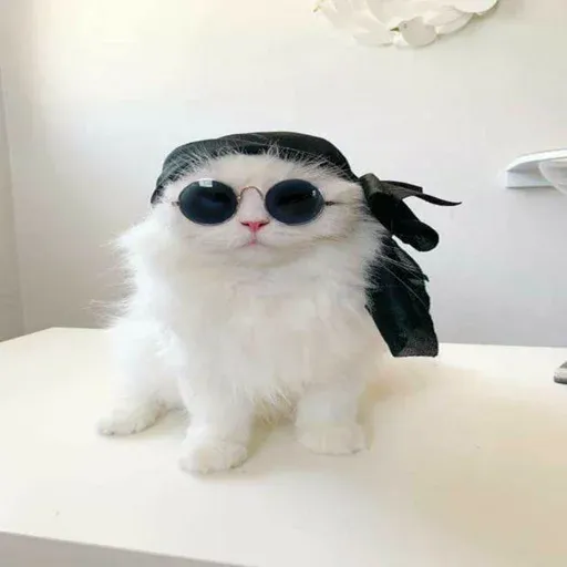 Cute catto - Sticker 17