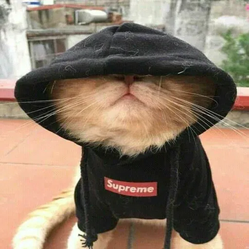 Cute catto - Sticker 27