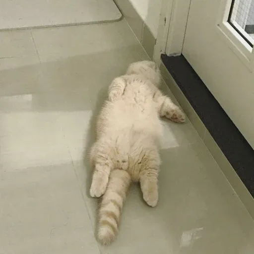 Cute catto - Sticker 28
