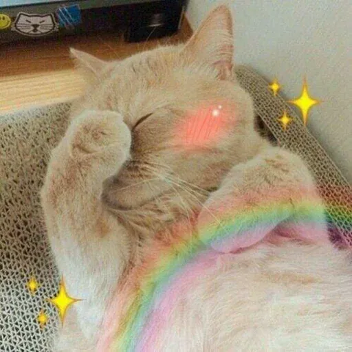 Cute catto - Sticker 25