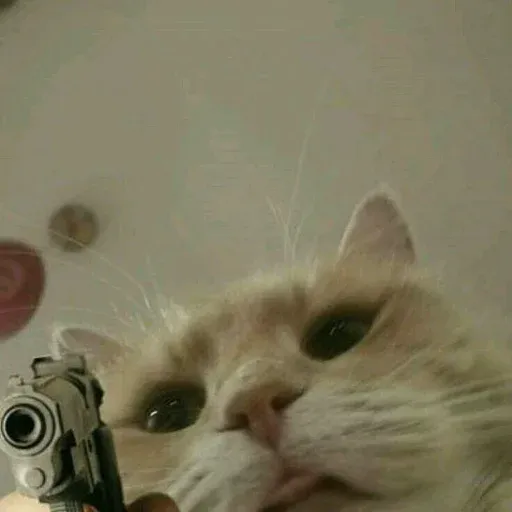 Cute catto - Sticker 11