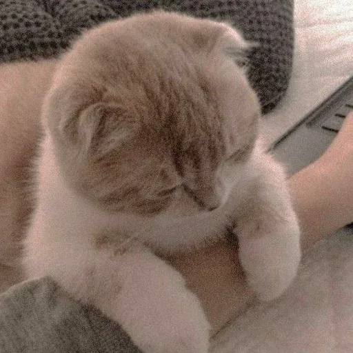 Cute catto - Sticker 9