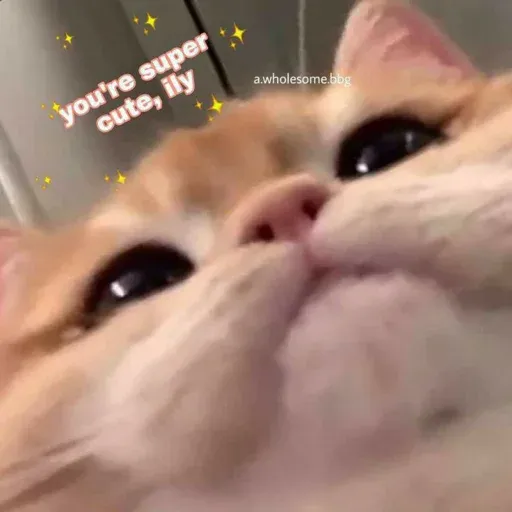 Cute catto - Sticker 22