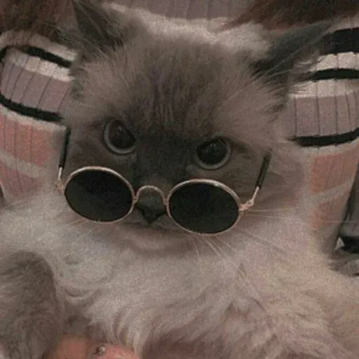Cute catto - Sticker 29
