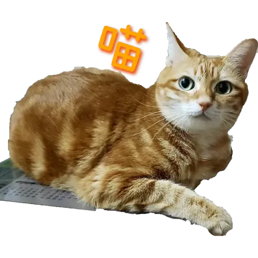 Tora and Kani 2 - Sticker 11