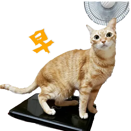 Tora and Kani 2 - Sticker 15