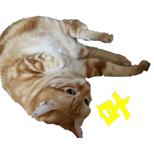 Tora and Kani 2 - Sticker 9