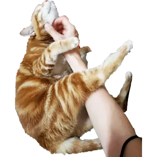 Tora and Kani 2 - Sticker 28