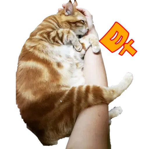 Tora and Kani 2 - Sticker 21