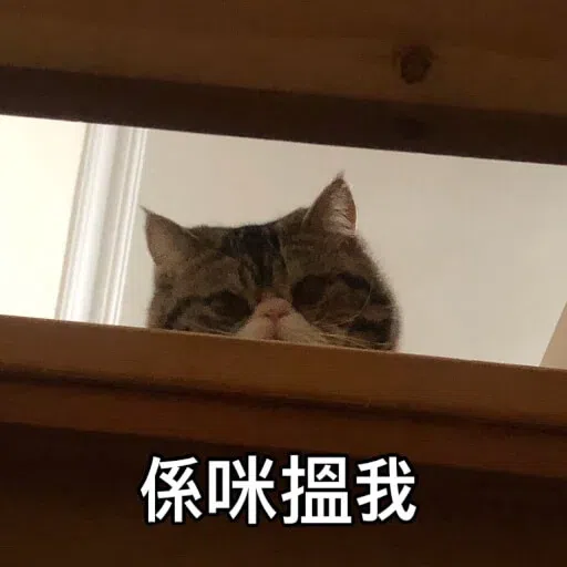 Cat - Sticker 12