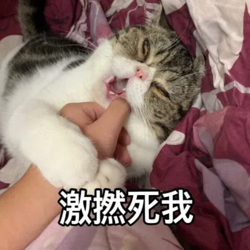 Cat - Sticker 17
