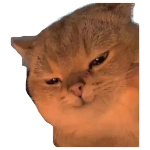 Cats4Lux - Sticker 17