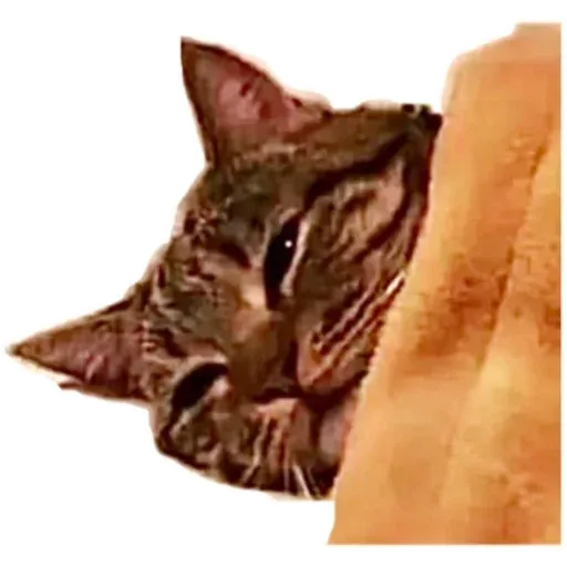 Cats4Lux - Sticker 29
