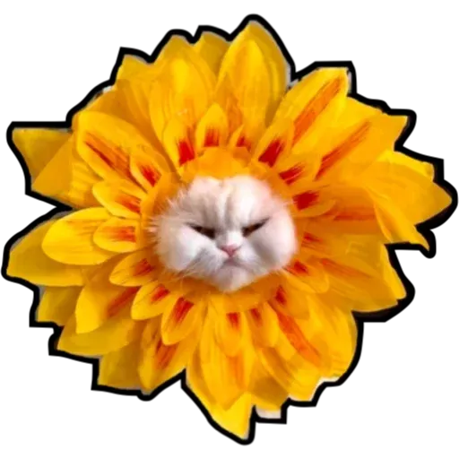 Cats4Lux - Sticker 14