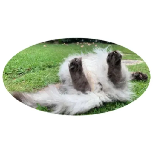 Cats4Lux - Sticker 13