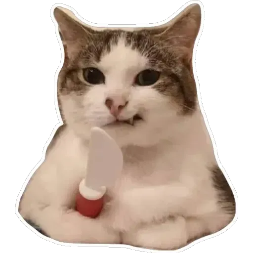 Cats4Lux - Sticker 9