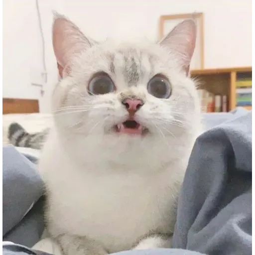 Cat love you - Sticker 17