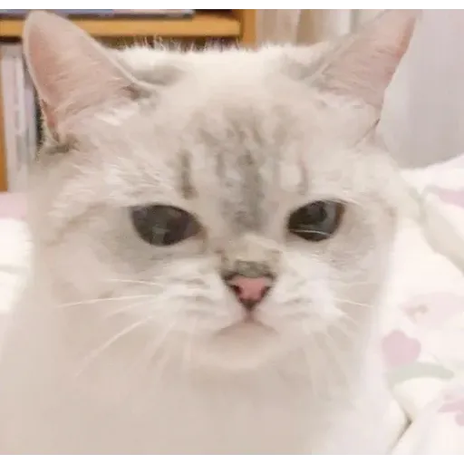 Cat love you - Sticker 18