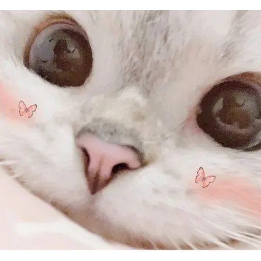 Cat love you - Sticker 23