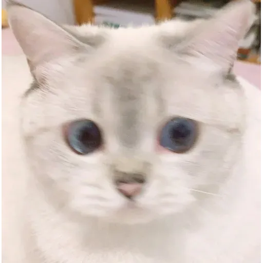 Cat love you - Sticker 13