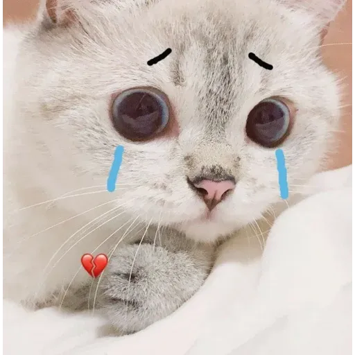 Cat love you - Sticker 20