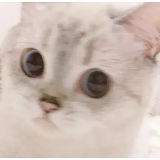 Cat love you - Sticker 19