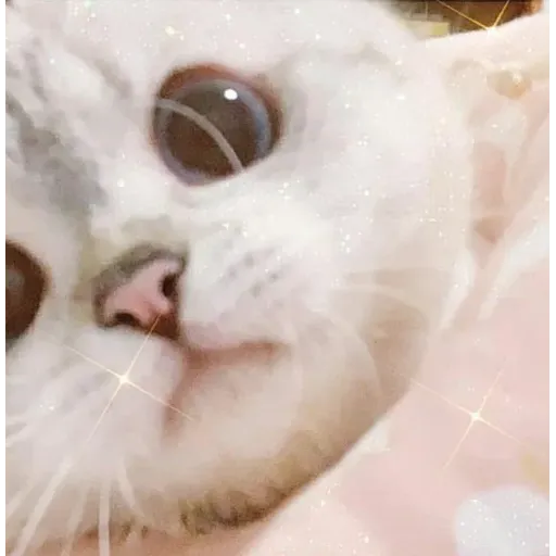 Cat love you - Sticker 15