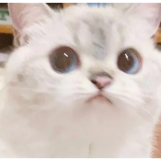 Cat love you - Sticker 24