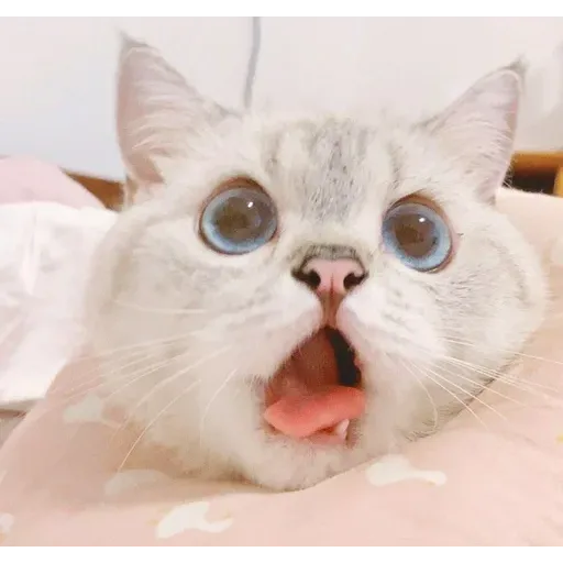 Cat love you - Sticker 21