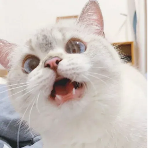Cat love you - Sticker 11