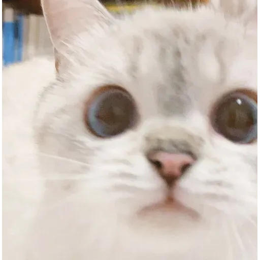 Cat love you - Sticker 10