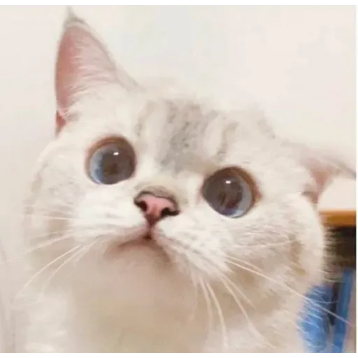 Cat love you - Sticker 22