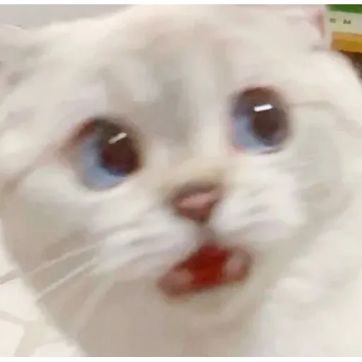Cat love you - Sticker 28