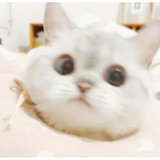 Cat love you - Sticker 9