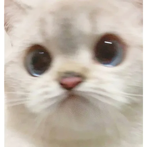 Cat love you - Sticker 26