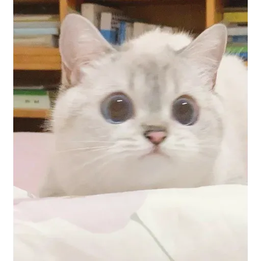 Cat love you - Sticker 16