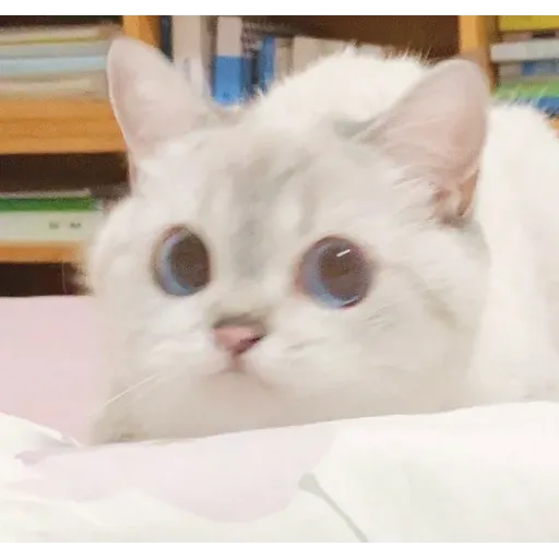 Cat love you - Sticker 14