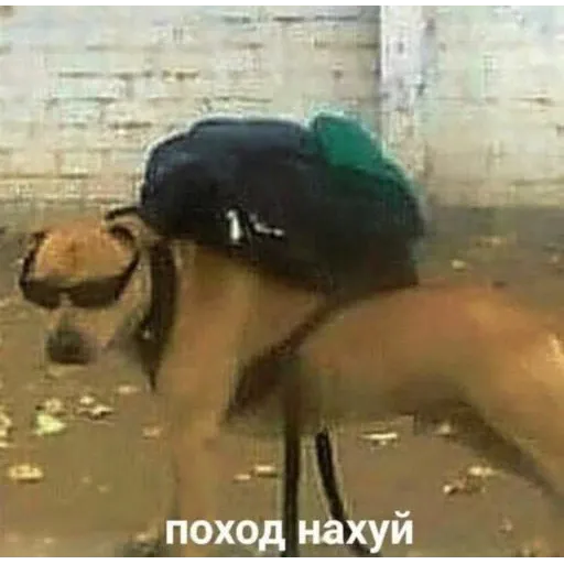 Карты ,деньги ,пакет стикеров - Sticker 12