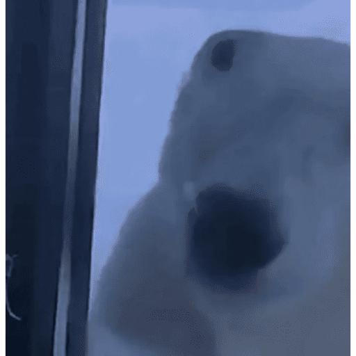TikTok Stickers 1 - Sticker 25