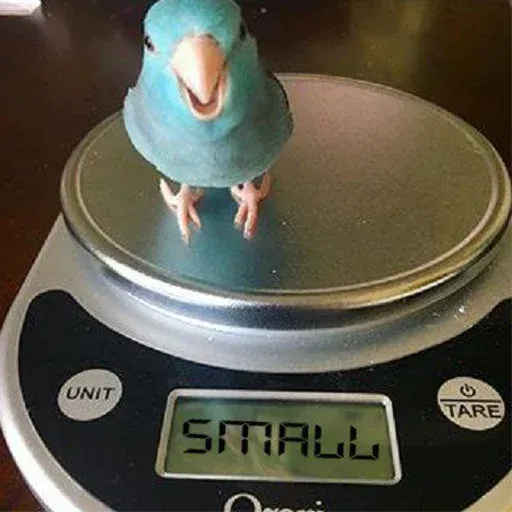 Bird 4 - Sticker 18
