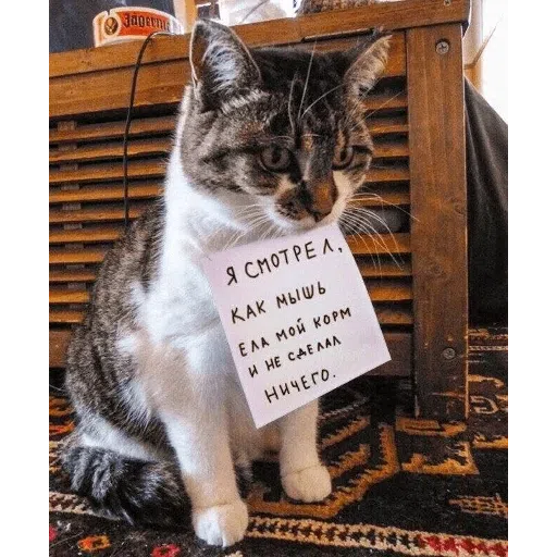 Broken Cats - Sticker 28