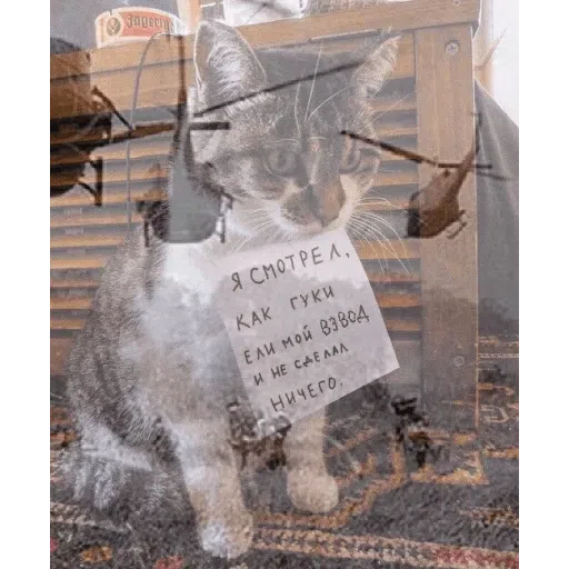 Broken Cats - Sticker 29