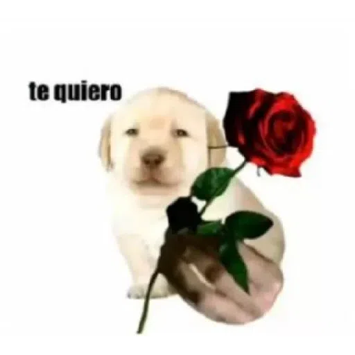 Cringioporcodio - Sticker 19