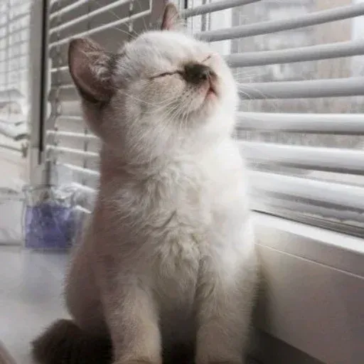 Meow:3 (3) - Sticker 13