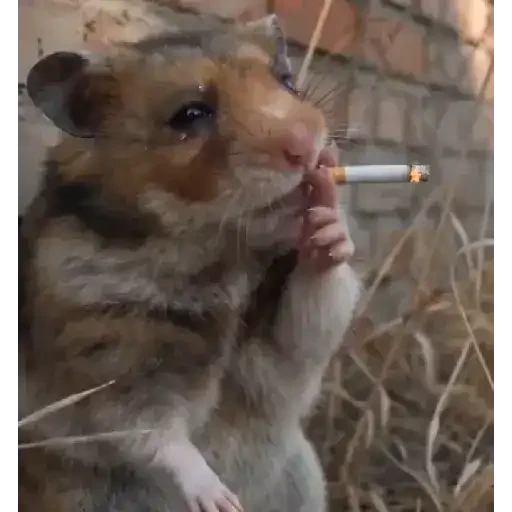 TikTok Animated Memes 4 - Sticker 17