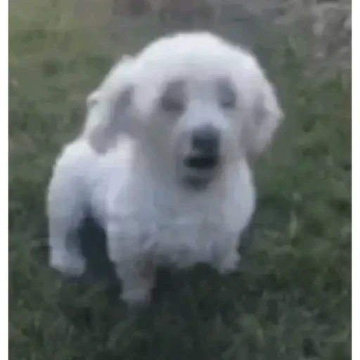 TikTok Animated Memes 4 - Sticker 20