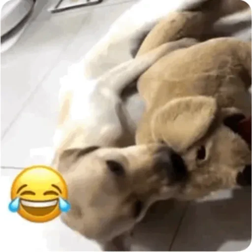 TikTok Animated Memes 4 - Sticker 15